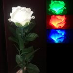 گل نورانی سه رنگ